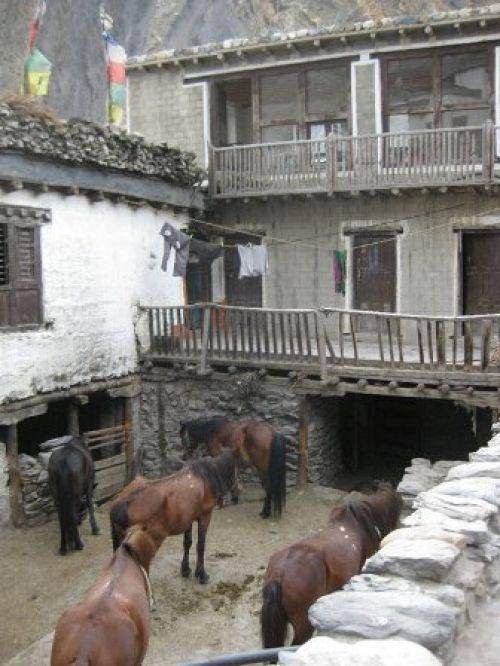 TREKKING IN MUSTANG 2010
